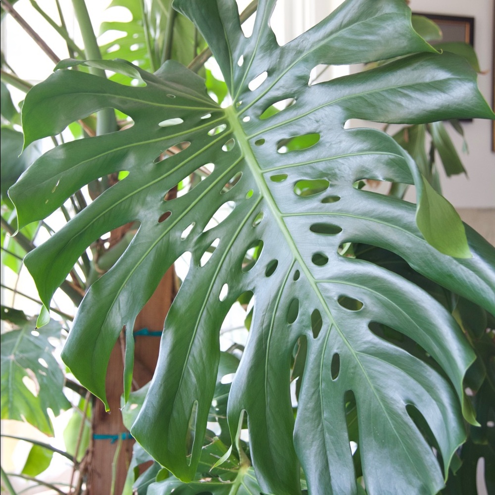 Meet your Posher, Ariel